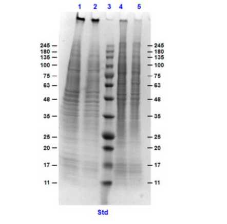 SDS-PAGE of HEK293 Whole Cell Lysate MG-132 Stimulated.<br />Lane 1: HEK293 unstimulated reduced.<br />Lane 2: HEK293 MG-132 stimulated reduced.<br />Lane 3: Molecular Weight Marker.<br />Lane 4: HEK293 unstimulated non-reduced.<br />Lane 5: HEK293 MG-132 stimulated non-reduced.<br />Load 10 ng.